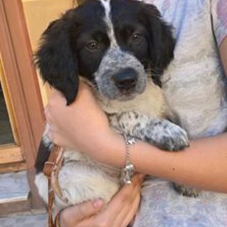 Imperia: una cagnolina abbandonata in braccio a due ragazzine. Ora si trova al canile "La Cuccia"