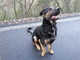 Sanremo: il cane Ben è tornato a casa a San Romolo, si trovava a Bajardo Sanremo: il cane Ben è tornato a casa a San Romolo, si trovava a Bajardo
