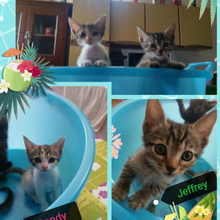 Due gattini dolci e affettuosi cercano nuove famiglie