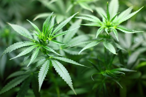 Uno studio Usa testa componenti della Cannabis contro il Covid: negozio di Ventimiglia regala 2 grammi