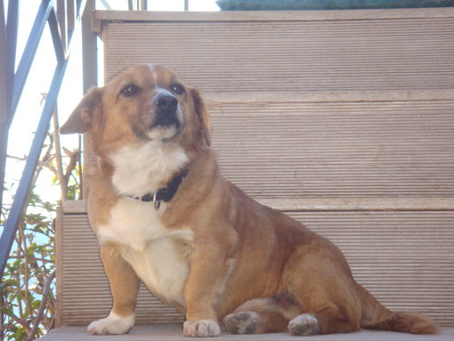 Ospedaletti: trovato per la strada cane di piccola taglia Ospedaletti: trovato per la strada cane di piccola taglia