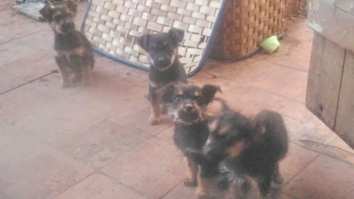 Quattro cuccioli dolci e tenerissimi non di razza cercano una famiglia che li adotti