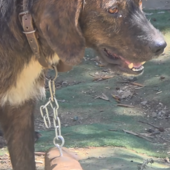 Sanremo, aveva un collare con attaccato un pezzo di tronco di legno penzolante: salvato un cane