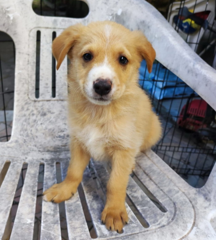 Imperia: un cucciolo cerca una casetta dove vivere per sempre