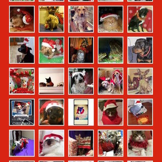 Contest natalizio: il concorso fotografico cani, gatti &amp; co di Sanremo news ha quasi raggiunto l'obiettivo per aiutare l'Enpa. Potete ancora partecipare!