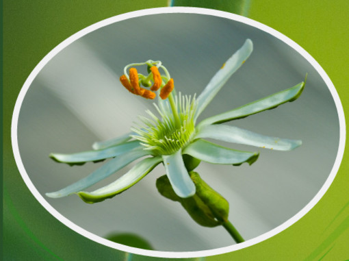 Sanremo: "L'affascinante linguaggio dei segni delle piante", evento collaterale del Festival della Scienza genovese ‘Segni’