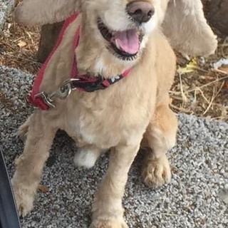 Arma di Taggia, smarrito sull'A10 il piccolo cocker Sangha: l'appello dei proprietari per ritrovarlo (foto)