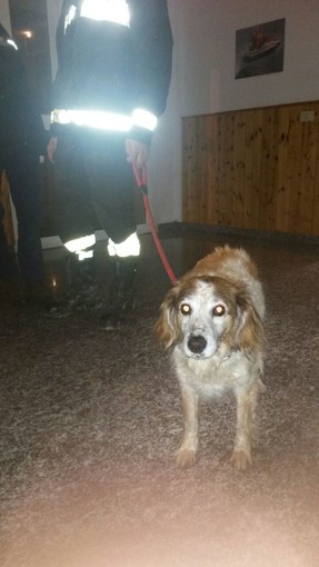 Sanremo: cane recuperato dai Vigili del Fuoco in via Duca D'Aosta, si cercano i propriatari Sanremo: cane recuperato dai Vigili del Fuoco in via Duca D'Aosta, si cercano i propriatari