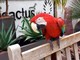 Vallecrosia: è stato ritrovato Cocò, il pappagallo rubato dal vivaio Cactusmania di Ventimiglia Vallecrosia: è stato ritrovato Cocò, il pappagallo rubato dal vivaio Cactusmania di Ventimiglia