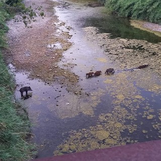Cinghiali vengono abbattuti in zona Oasi del Nervia, esplode la polemica sui social