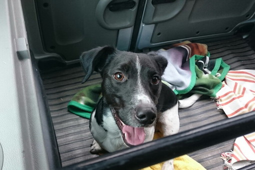 Trovato cane meticcio bianco e nero sulla strada Montalto/Molini di Triora. Si cercano i proprietari
