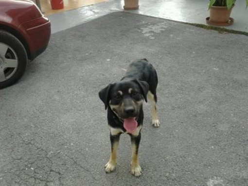 San Bartolomeo al Mare: trovato cane meticcio. L'appello ai proprietari