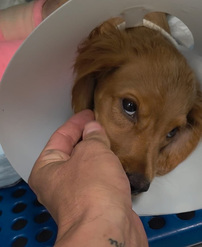 Dolceacqua, Ambulanze Veterinarie dona 860 euro per realizzare il sogno di una bimba affetta da leucemia linfoblastica acuta di tipo B Dolceacqua, Ambulanze Veterinarie dona 860 euro per realizzare il sogno di una bimba affetta da leucemia linfoblastica acuta di tipo B