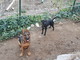 Taggia: regione Oxentin sono stati smarriti due cani, l'appello della proprietaria