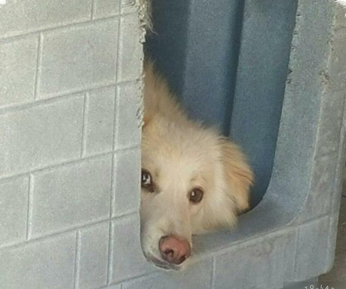 Enpa: un cucciolone di un anno aspetta di avere una nuova famiglia Enpa: un cucciolone di un anno aspetta di avere una nuova famiglia