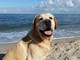 Speciale ristoranti, hotel e spiagge: accetti i cani? Contattaci per un nuovo progetto estivo! Speciale ristoranti, hotel e spiagge: accetti i cani? Contattaci per un nuovo progetto estivo!