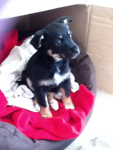 La cagnolina Astra