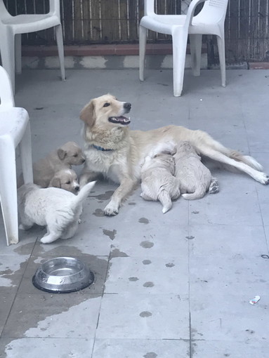 I cinque splendidi cuccioli, 3 femmine e 2 maschi, sono stati adottati