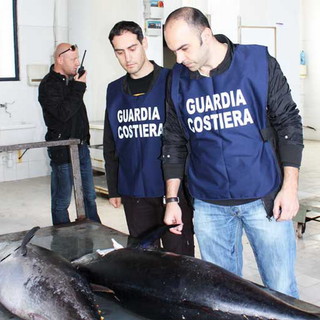 Imperia: importanti risultati della capitaneria dopo i controlli estivi sulla pesca Imperia: importanti risultati della capitaneria dopo i controlli estivi sulla pesca