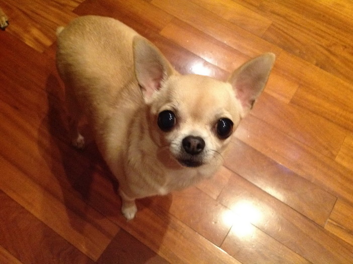 Sanremo: smarrito un cane chiwawa di nome Wilma. E' gravemente ammalato Sanremo: smarrito un cane chiwawa di nome Wilma. E' gravemente ammalato