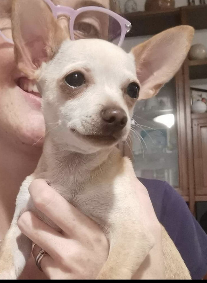 Diano Marina: è stato smarrito il cagnolino Ciciulo, l'appello della proprietaria
