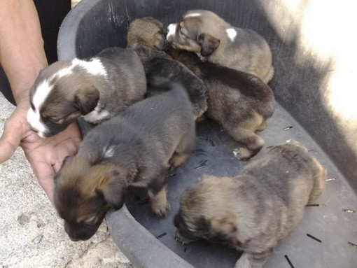 Sanremo: bellissimi cuccioli aspettano di essere adottati