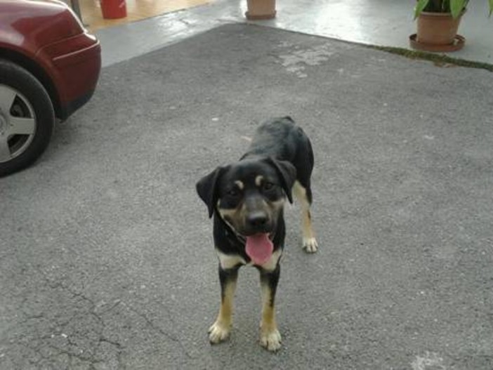 San Bartolomeo al Mare: trovato cane meticcio. L'appello ai proprietari