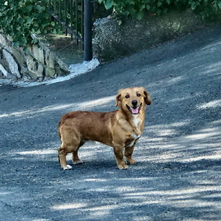 Sanremo: avvistato cane apparentemente smarrito in via Duca degli Abruzzi (foto)