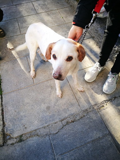 Sanremo: in zona Baragallo, ritrovato un cane con microchip, l'appello ai proprietari