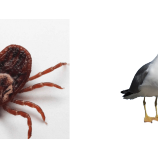 Pest Control, come difendersi dai parassiti dei volatili