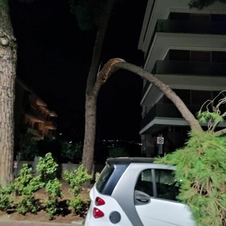 Vallecrosia, paura in via Angeli Custodi: crolla grosso ramo su un'auto (foto)