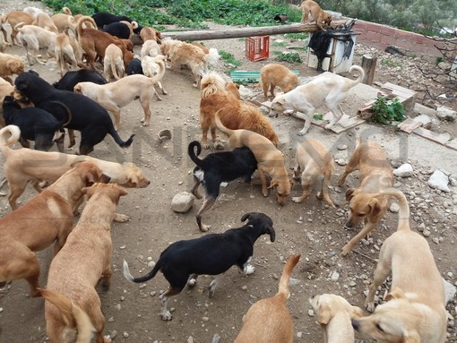 Ventimiglia: appello della Lega Nazionale per la Difesa del Cane per ottenere il cinque per mille Ventimiglia: appello della Lega Nazionale per la Difesa del Cane per ottenere il cinque per mille
