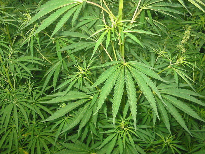 Cannabis: interviene Coldiretti “Occorre una immediata chiarezza per i cittadini e le aziende agricole”