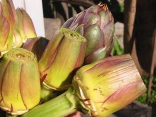 Ospedaletti: sabato ‘Il carciofo nel piatto’, show cooking con Cna e Ristoranti della Tavolozza Ospedaletti: sabato ‘Il carciofo nel piatto’, show cooking con Cna e Ristoranti della Tavolozza