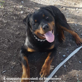 Bordighera: mercoledì scorso, smarrito a Montenero il cane Leon, l'appello della proprietaria