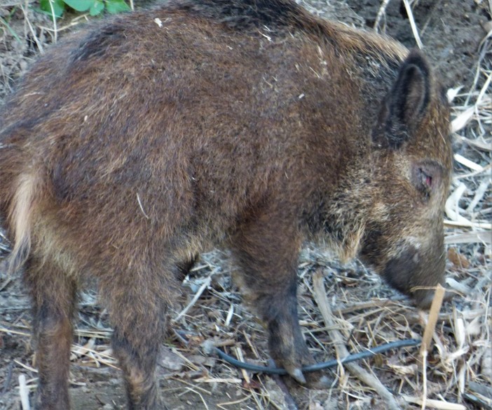 Caccia al cinghiale: in Liguria è necessario permetterla anche al di fuori del proprio comune di residenza Caccia al cinghiale: in Liguria è necessario permetterla anche al di fuori del proprio comune di residenza