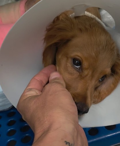 Dolceacqua, Ambulanze Veterinarie dona 860 euro per realizzare il sogno di una bimba affetta da leucemia linfoblastica acuta di tipo B Dolceacqua, Ambulanze Veterinarie dona 860 euro per realizzare il sogno di una bimba affetta da leucemia linfoblastica acuta di tipo B