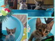 Due gattini dolci e affettuosi cercano nuove famiglie Due gattini dolci e affettuosi cercano nuove famiglie