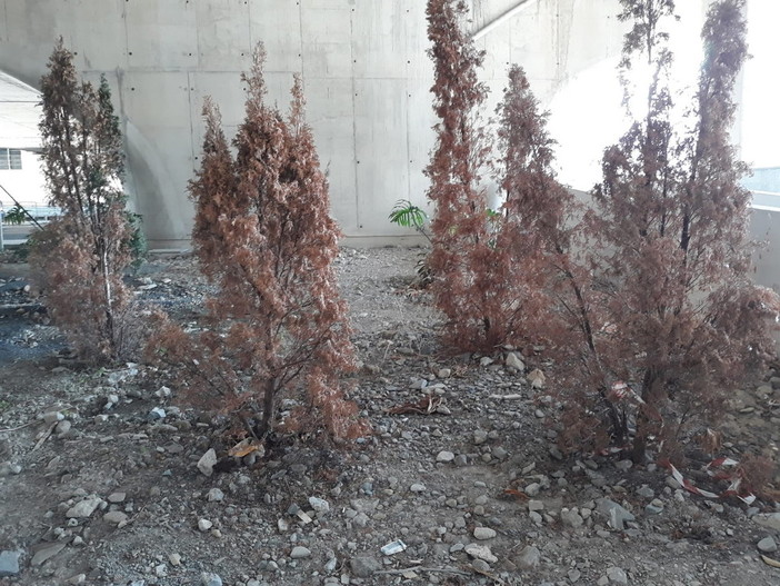 Imperia: 'IMmondiziaStation', iniziativa ironico-dimostrativa del gruppo whatsapp 'Osservatorio pendolare'