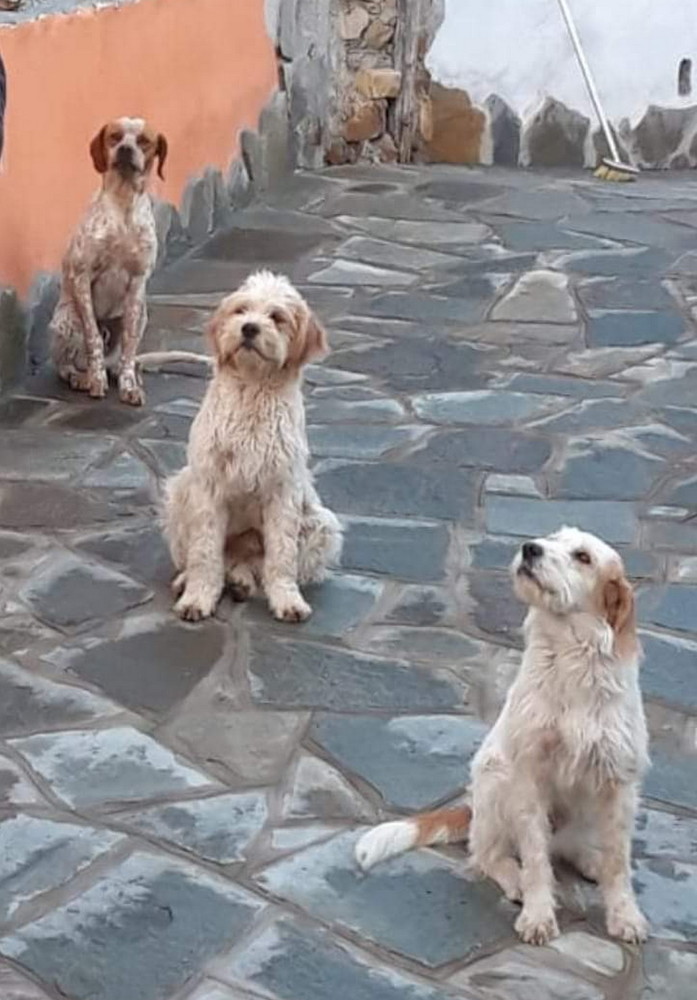 Sanremo: in Regione Collette Beulle zona Beuzi sono stati smarriti tre cani, la sua famiglia li sta cercando