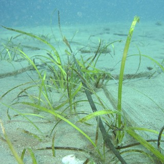 A Camporosso l’innovativo progetto di mappatura della pianta marina Cymodoceanodosa