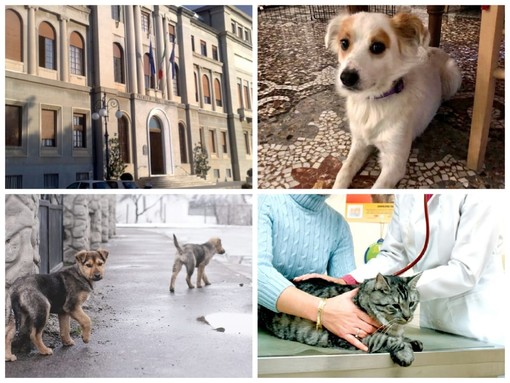 Imperia, il Comune a tutela degli animali randagi e feriti: varato il progetto per il pronto soccorso veterinario