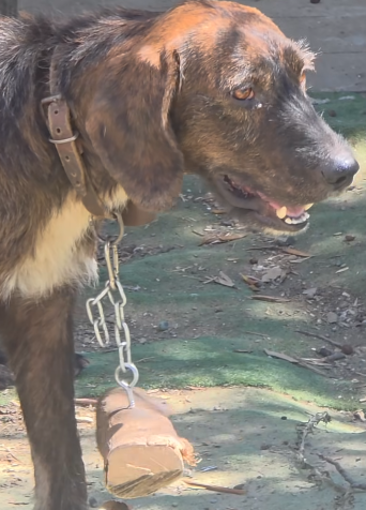 Sanremo, aveva un collare con attaccato un pezzo di tronco di legno penzolante: salvato un cane Sanremo, aveva un collare con attaccato un pezzo di tronco di legno penzolante: salvato un cane