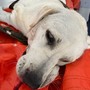 Ventimiglia, cane investito in mezzo alla strada: salvato da Ambulanze Veterinarie