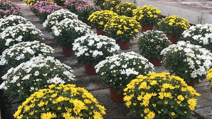 Fiori stranieri invadono l’Italia, allarme per il florovivaismo regionale. Coldiretti: "Così si mette a rischio un comparto strategico del made in Liguria"