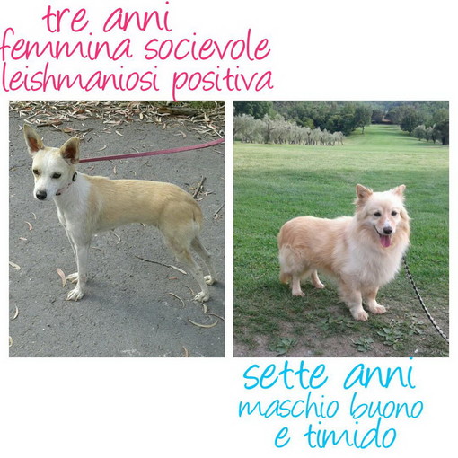 Savona: due cagnolini sono in cerca di nuove famiglie