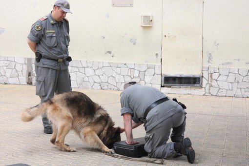 Ventimiglia: 88 kg di marijuana dalla Spagna a bordo di un Tir, autista sloveno arrestato dalla Guardia di Finanza