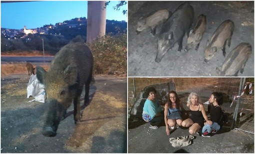 Ventimiglia: famiglia di cinghiali alle Gianchette, l’associazione ‘Iene vegane’ si mobilita per evitarne l’abbattimento “Non serve essere animalisti per indignarsi” (Foto) Ventimiglia: famiglia di cinghiali alle Gianchette, l’associazione ‘Iene vegane’ si mobilita per evitarne l’abbattimento “Non serve essere animalisti per indignarsi” (Foto)