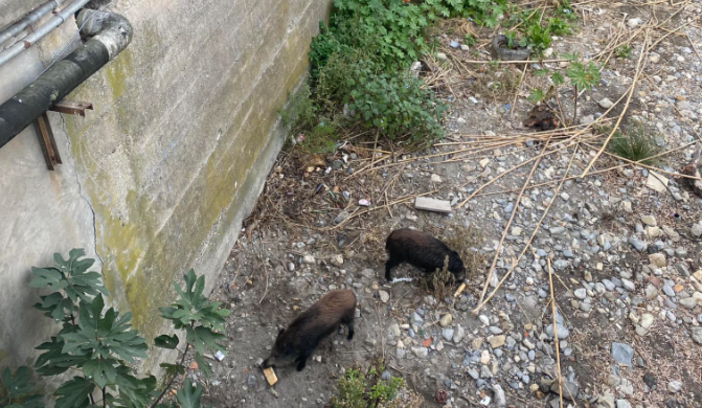 Caccia, ora è possibile consumare carni di cinghiali abbattuti in zone di restrizione per contrasto peste suina africana Caccia, ora è possibile consumare carni di cinghiali abbattuti in zone di restrizione per contrasto peste suina africana