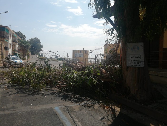 Ospedaletti, crolla grande ramo di eucalipto in via XX Settembre: sul posto la protezione civile (foto)